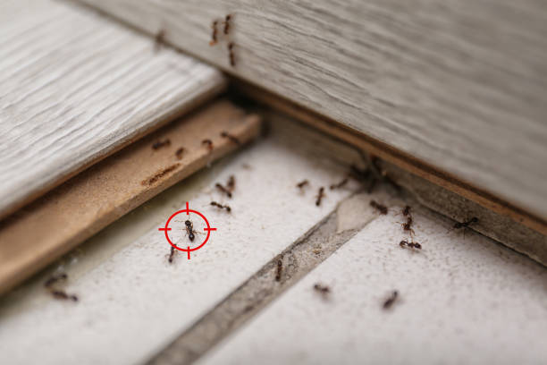 Best Wasp Removal Services  in Green Forest, AR